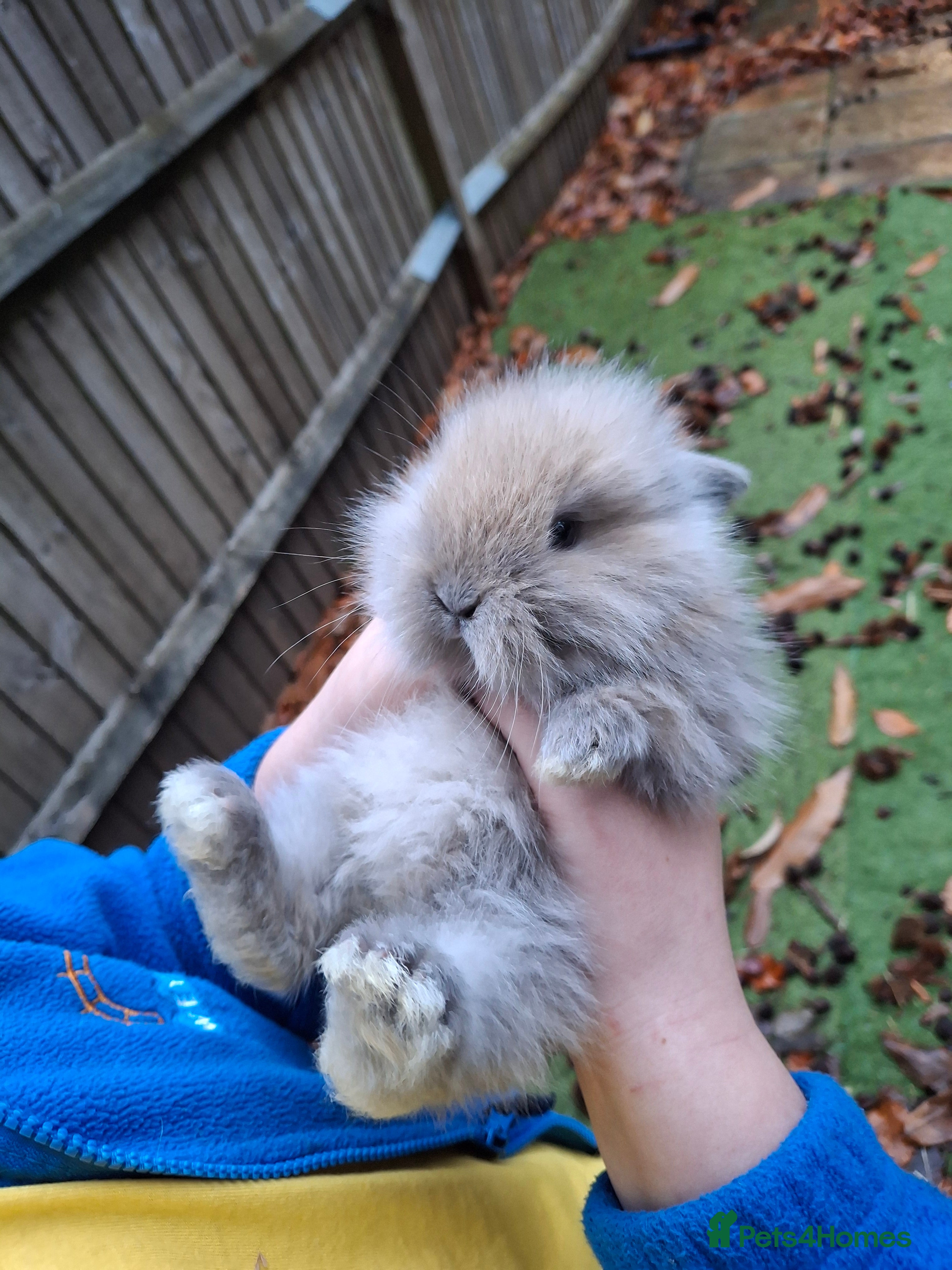 Lionhead rabbits Baby bunnies - Advert 10