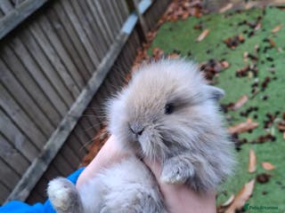 Lionhead rabbits for sale: Baby bunnies - Advert 1