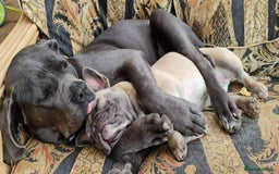 Cane Corso dogs for sale: Cane Corso - Image 2