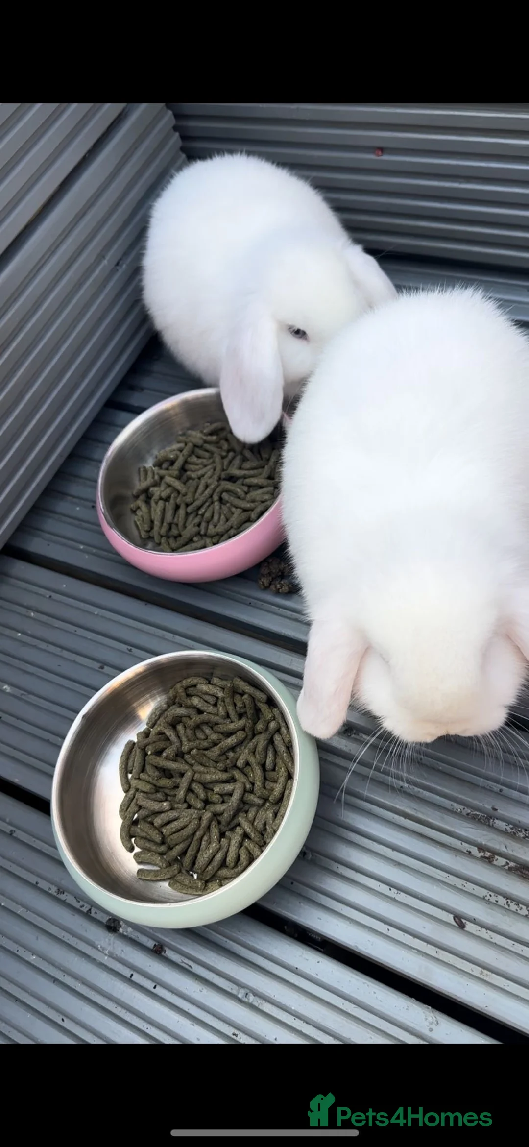 Mini Lop rabbits for sale: Pure breed mini lops couple M+F in Enfield - Advert 2