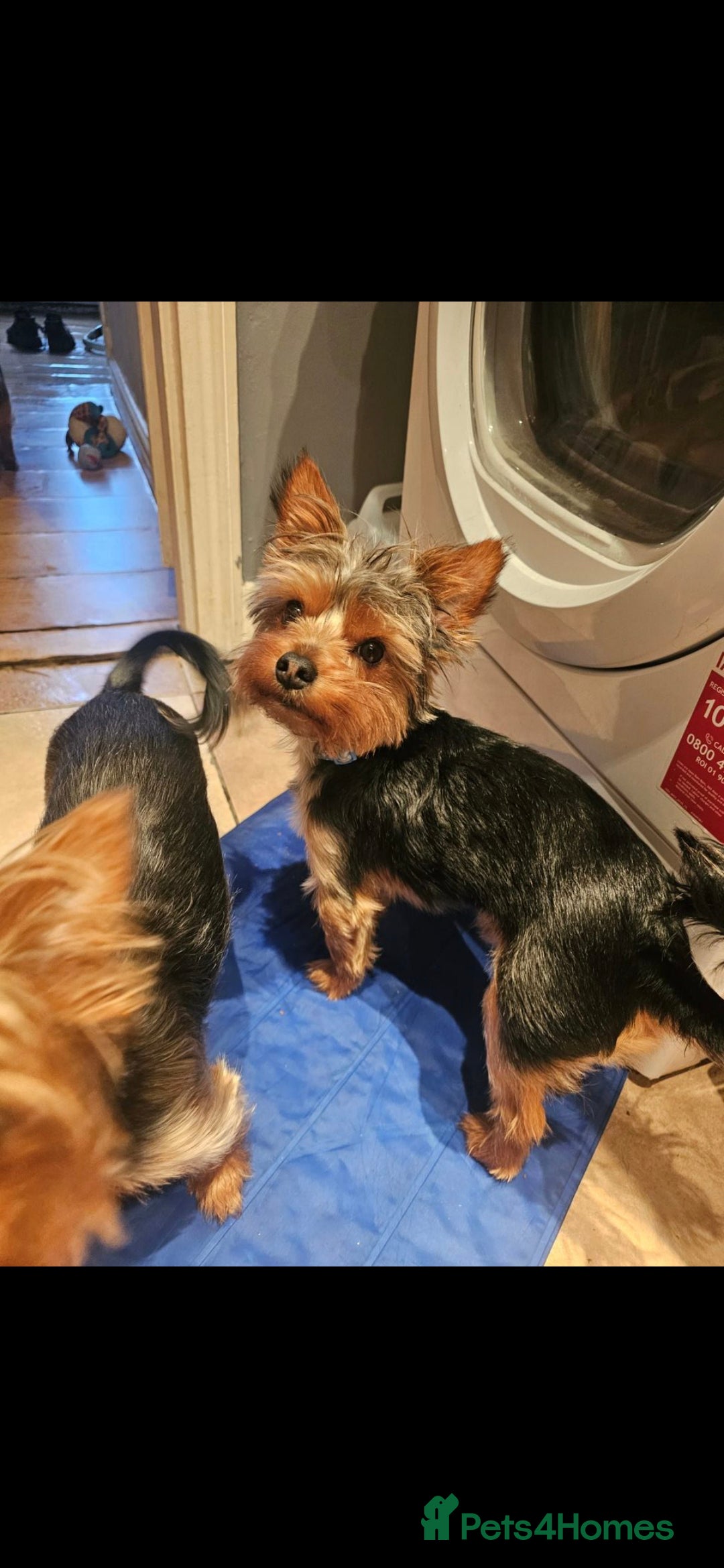 Yorkshire Terrier dogs for sale: Yorkshire Terriers looking for new homes - Advert 5