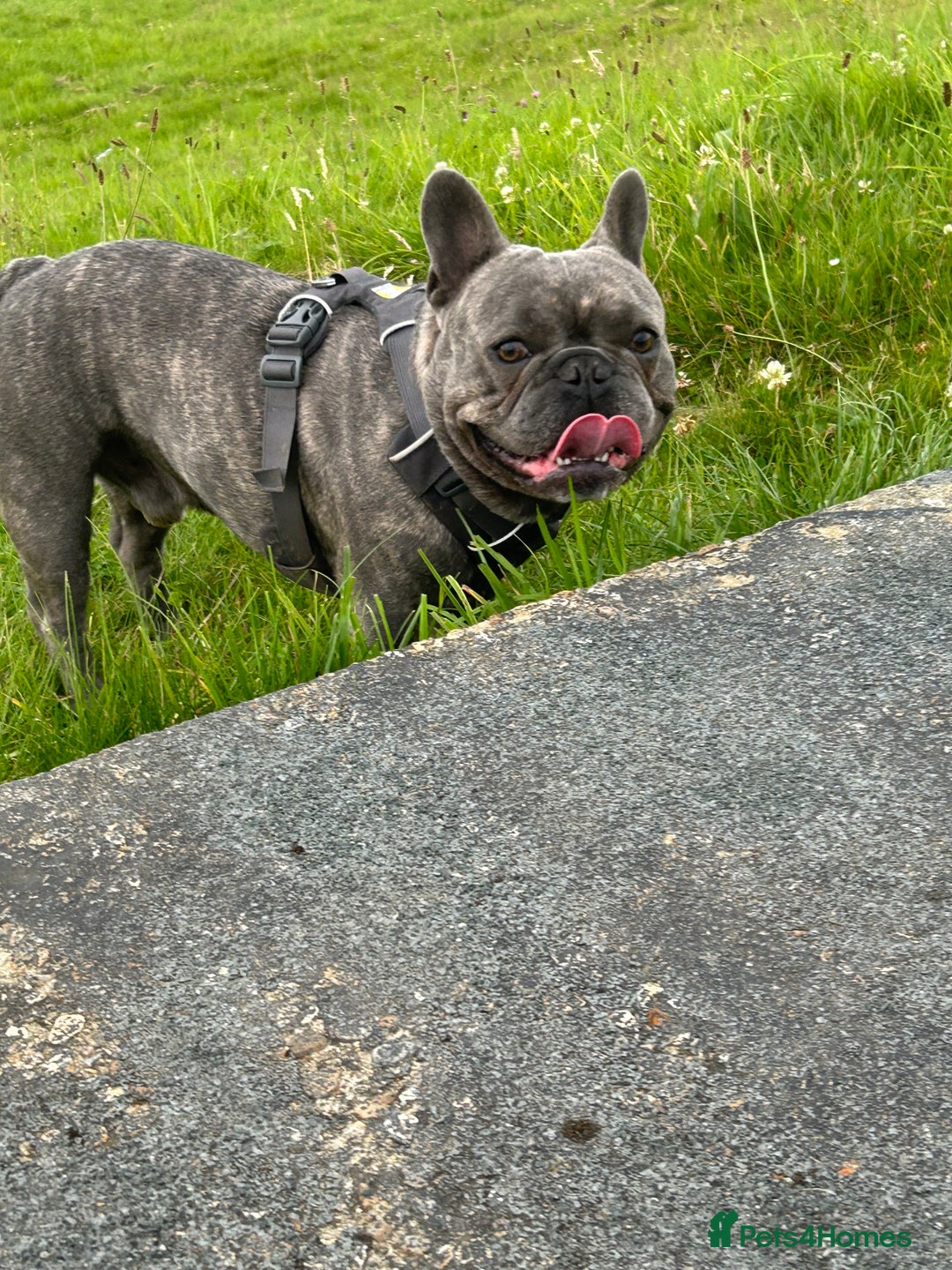 French Bulldog dogs for stud: frenchbulldog for stud   - Advert 7