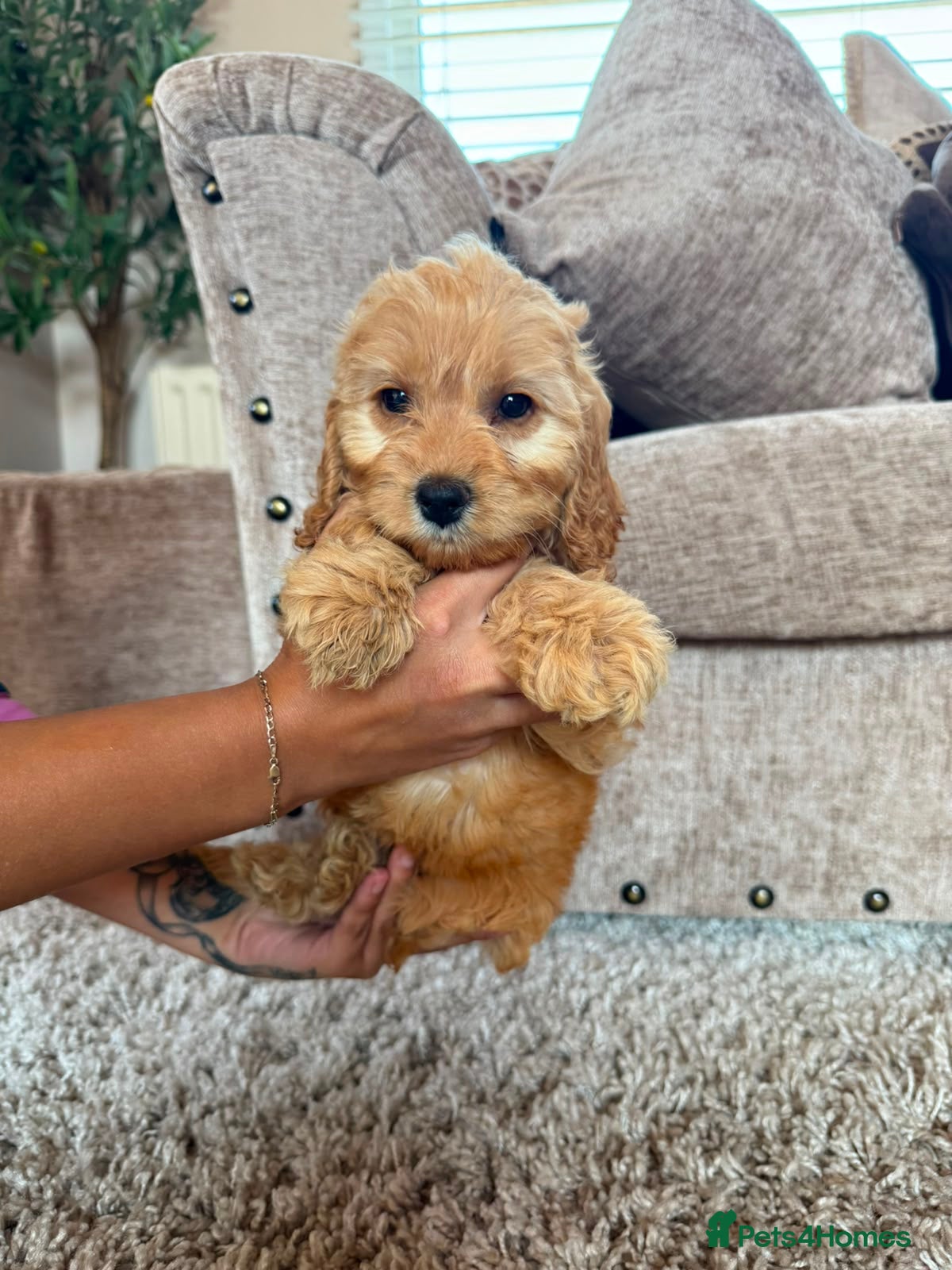 Cockapoo dogs READY TO GO NOW F1 apricot cockapoo puppies  - Advert 1