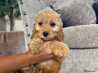 Cockapoo dogs READY TO GO NOW F1 apricot cockapoo puppies - Advert 1
