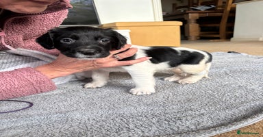 English Springer Spaniel dogs - Advert 1