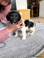 English Springer Spaniel dogs - Advert 1