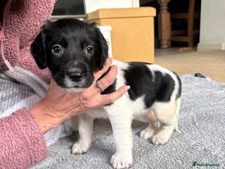 English Springer Spaniel dogs English Springer Spaniel - Advert 16