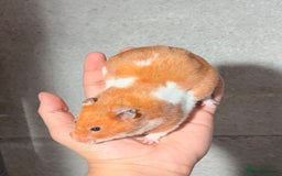 Hamster rodents for sale: OLDER STUNNING TAME PEDIGREE HAMSTERS - Image 5