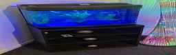 Axolotl reptiles for sale: 🦎 Two Adult Axolotls + Complete Aquarium Setup in Swansea - Advert 2