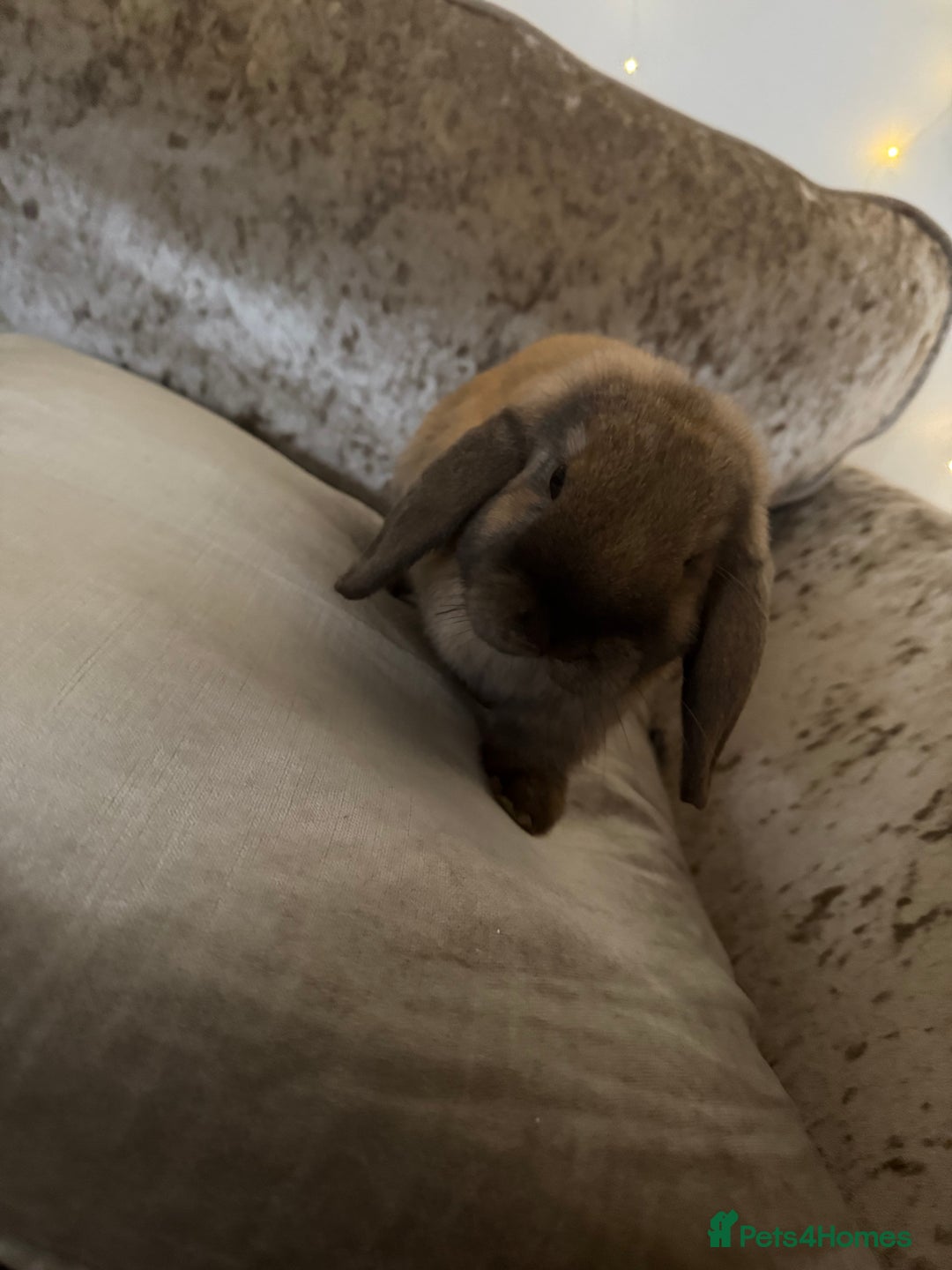 Mini Lop rabbits for sale: Mum and daughter mini lops for sale - Advert 2