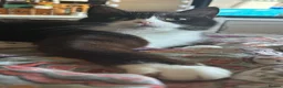 Mixed Breed cats for sale: BDH x Ragdoll kittens  - Advert 1