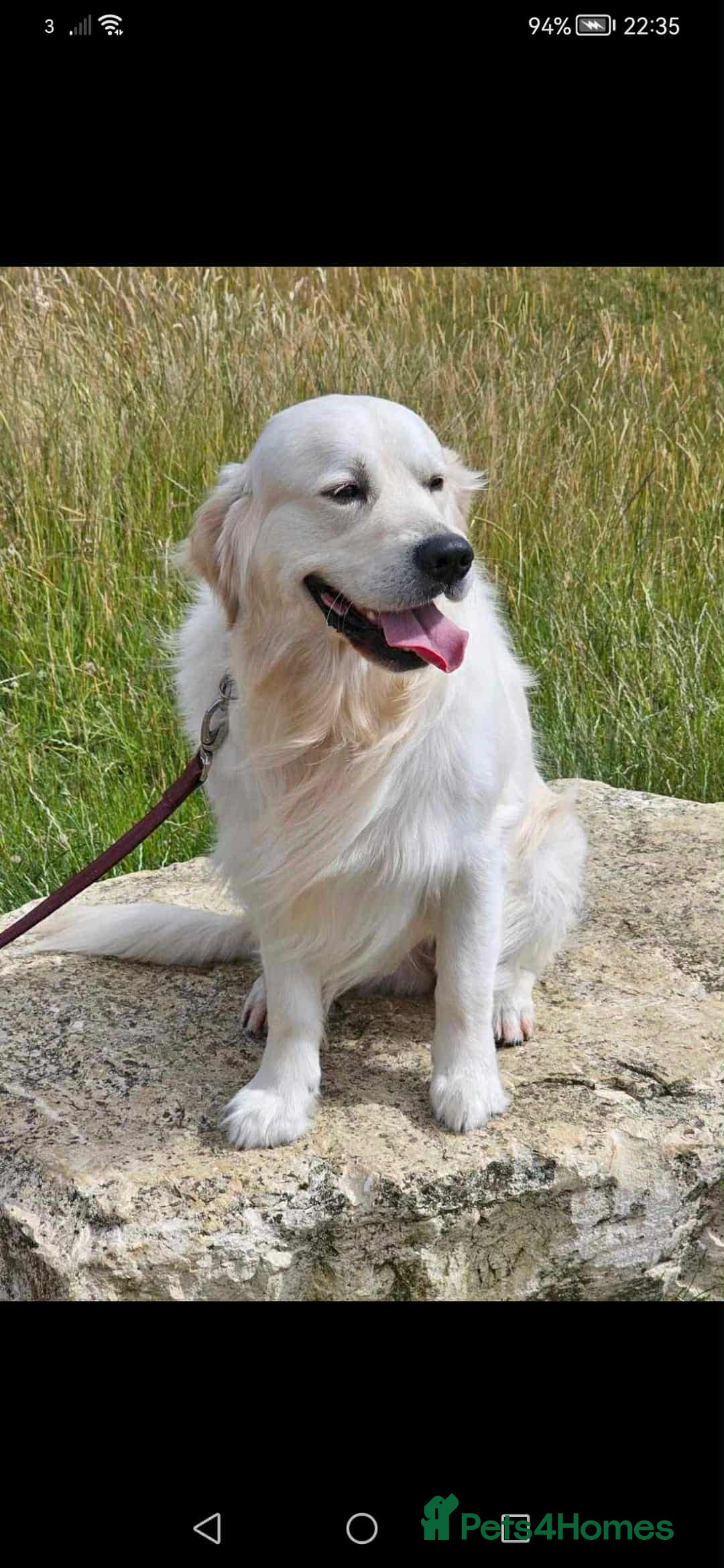 Golden Retriever dogs for sale: 🌟Beautiful Golden Retriver puppies 🐾 - Advert 12