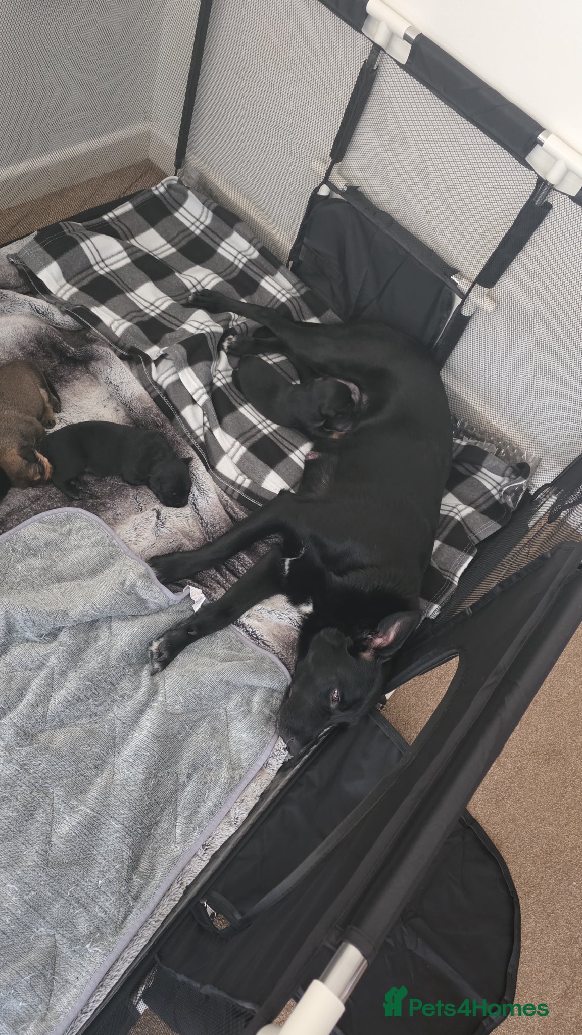 Mixed Breed dogs 5 week old kelpie x cane corso puppy for sale - Advert 15