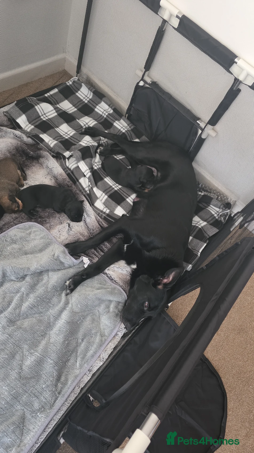 Mixed Breed dogs for sale: 5 week old kelpie x cane corso puppy for sale - Advert 1