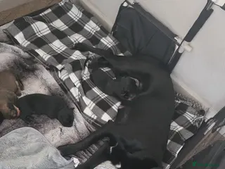 Mixed Breed dogs 5 week old kelpie x cane corso puppy for sale - Advert 15