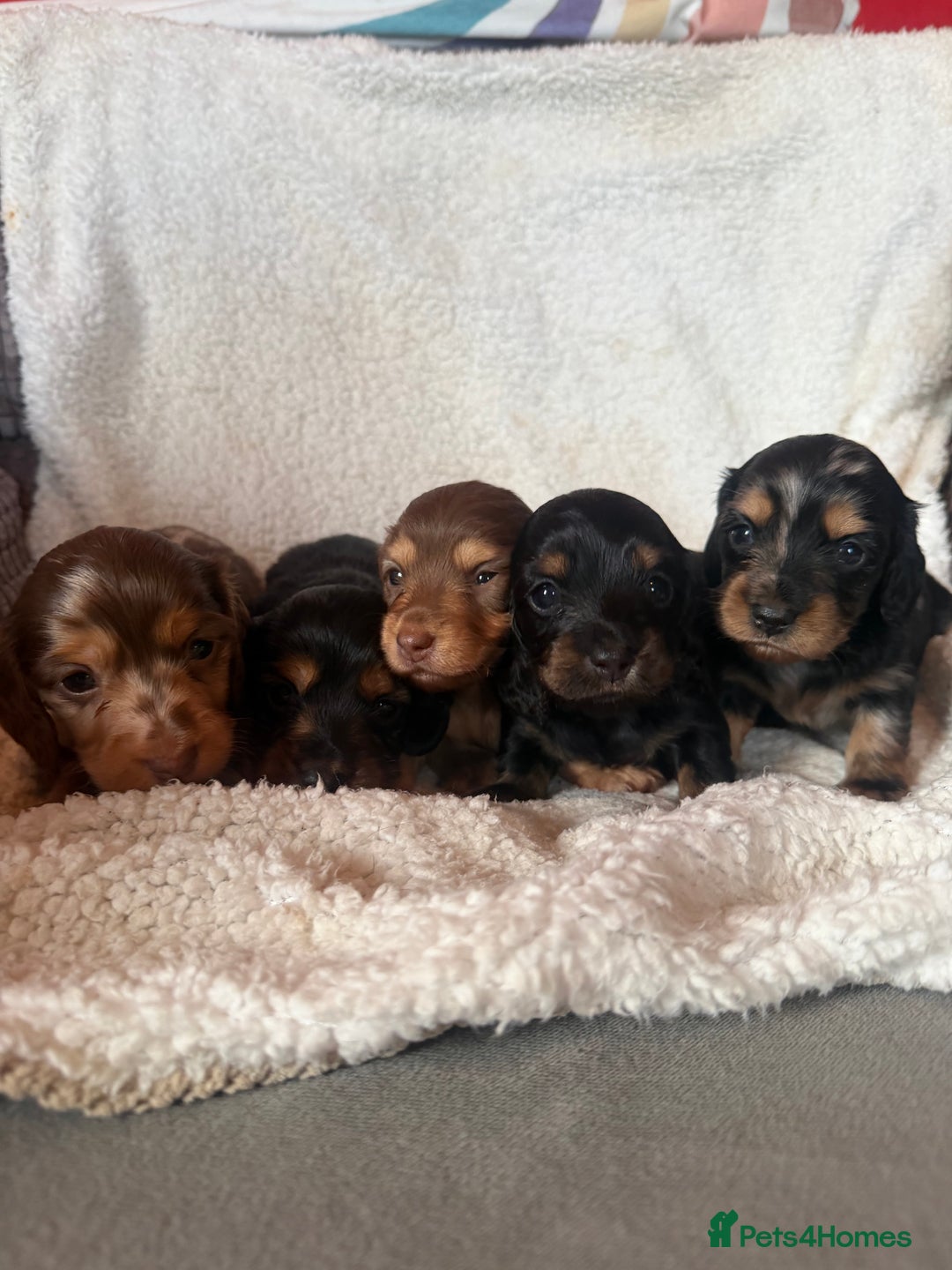 Miniature Dachshund dogs for sale: Beautiful KC silver dapple longhair miniature girl - Advert 4