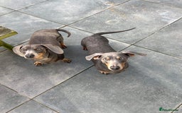 Dachshund dogs for sale: Sonic and Knuckles  - Image 2