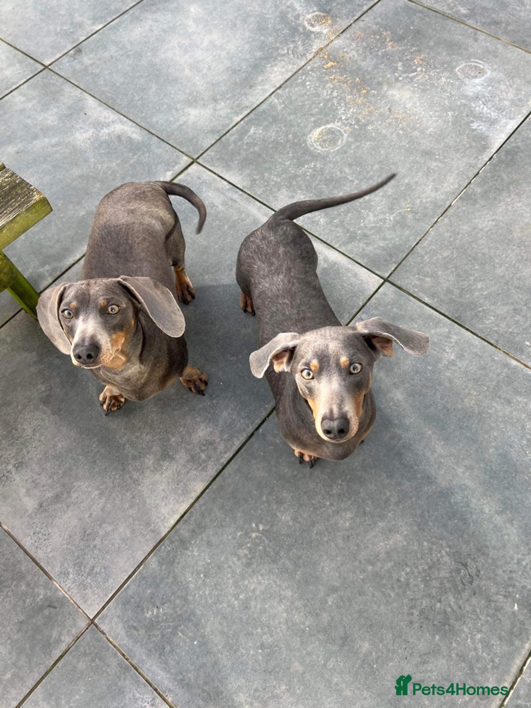 Dachshund dogs for sale: Sonic and Knuckles  - Image 2