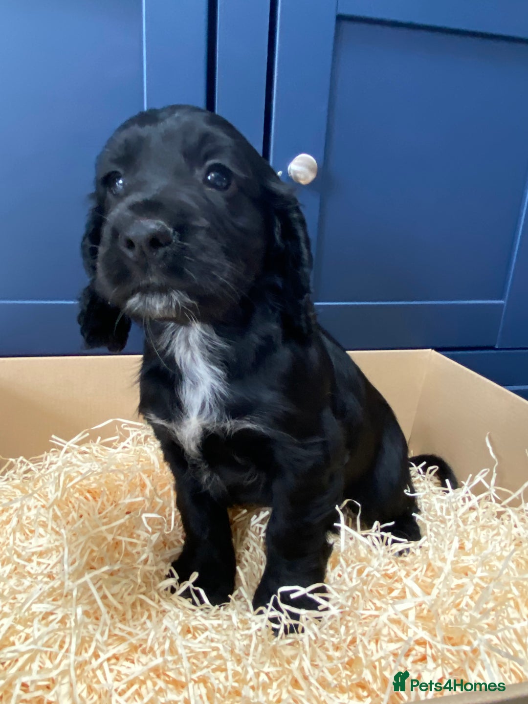Cocker Spaniel dogs for sale: Cocker Spaniel puppies - Image 20
