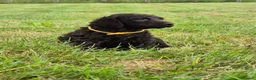Irish Water Spaniel dogs for sale: Irish Water Spaniels  in Bishop Auckland - Advert 18