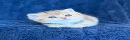 Scottish Fold cats for sale: Beautiful Scottish Fold & Straight Kittens - Advert 14
