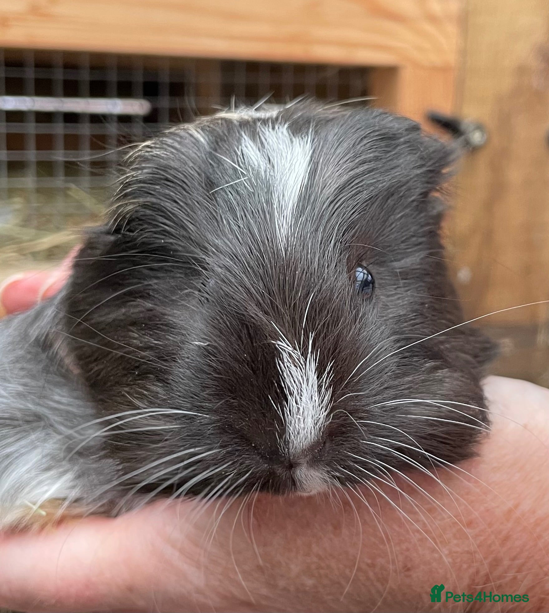 Guinea Pig rodents Lovely baby guinea pig boys - Advert 11