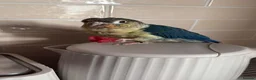 Conures birds for sale: Green Cheek Conure Looking for His Forever Home - Advert 19