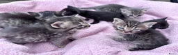 British Shorthair cats for sale: Friendly Tabby kittens  - Advert 16