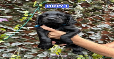 Cocker Spaniel dogs - Advert 2