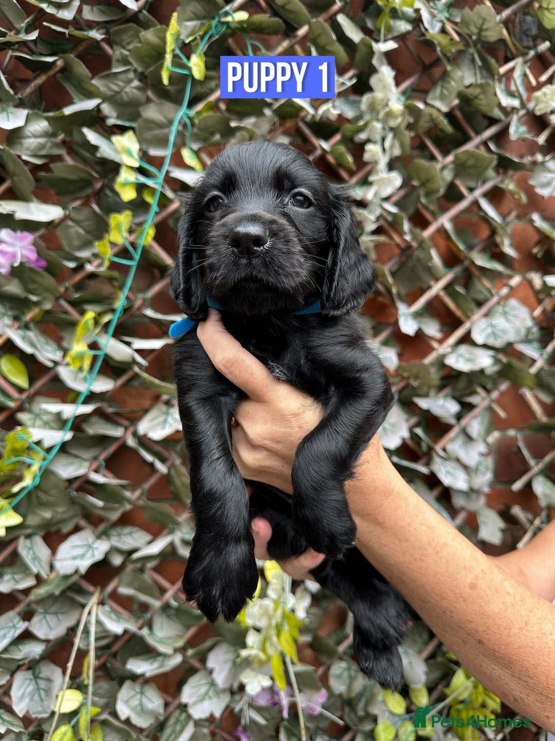 Cocker Spaniel dogs for sale: 1 boy & 1 girl left 🌟 - Image 2