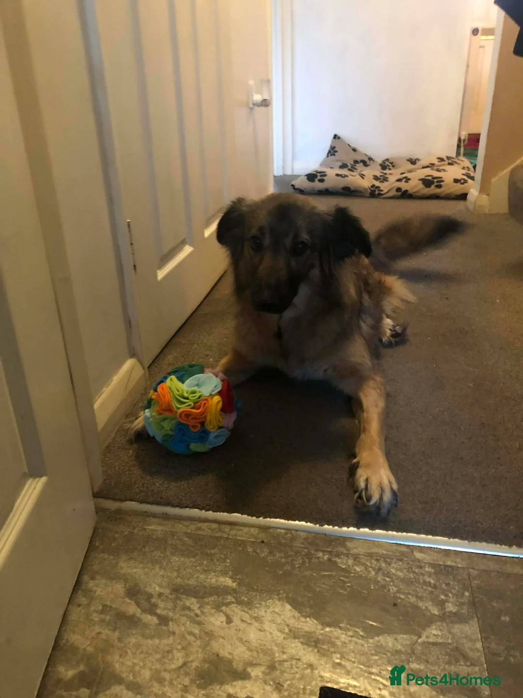 Mixed Breed dogs for adoption: Sweet Tripaw girl Rasu in Chelmsford - Advert 2