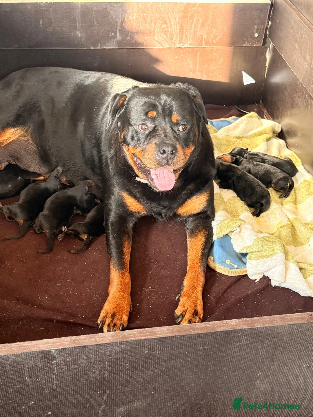 Rottweiler dogs for sale: Not tobe missed Beautiful strong healthy pups  - Advert 16