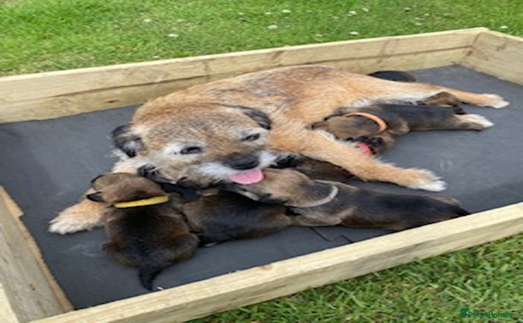Border Terrier dogs - Advert 3