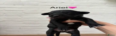 Ariel