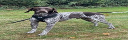 German Shorthaired Pointer dogs for sale: Rehoming  - Advert 2