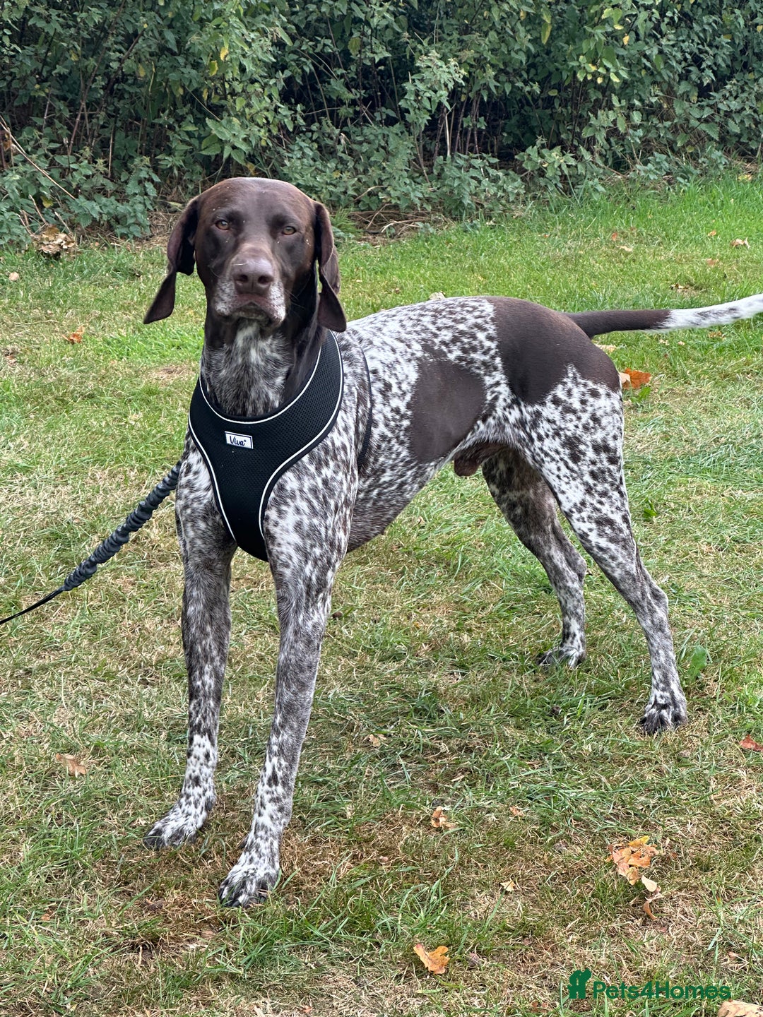 German Shorthaired Pointer dogs for sale: Rehoming  - Image 2