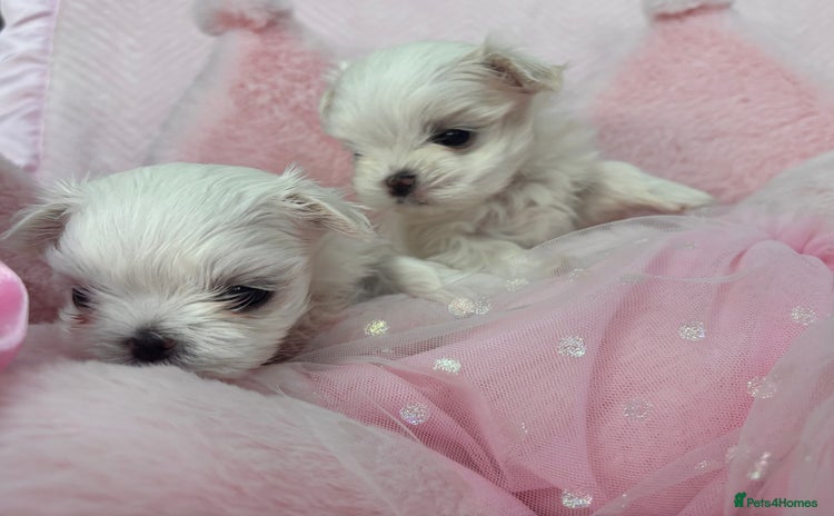 Maltese dogs - Advert 1