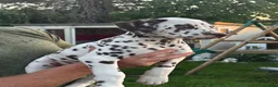 Dalmatian dogs for sale: Exceptional Litter (Sold) - Advert 5