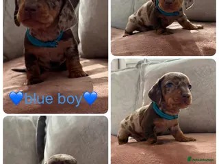 Miniature Dachshund dogs Miniature dachshund puppies - Advert 1
