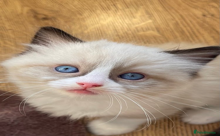 Ragdoll cats - Advert 2