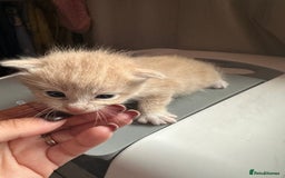 Mixed Breed cats for sale: 3 beautiful greys and a stunning cream kitten - Image 3