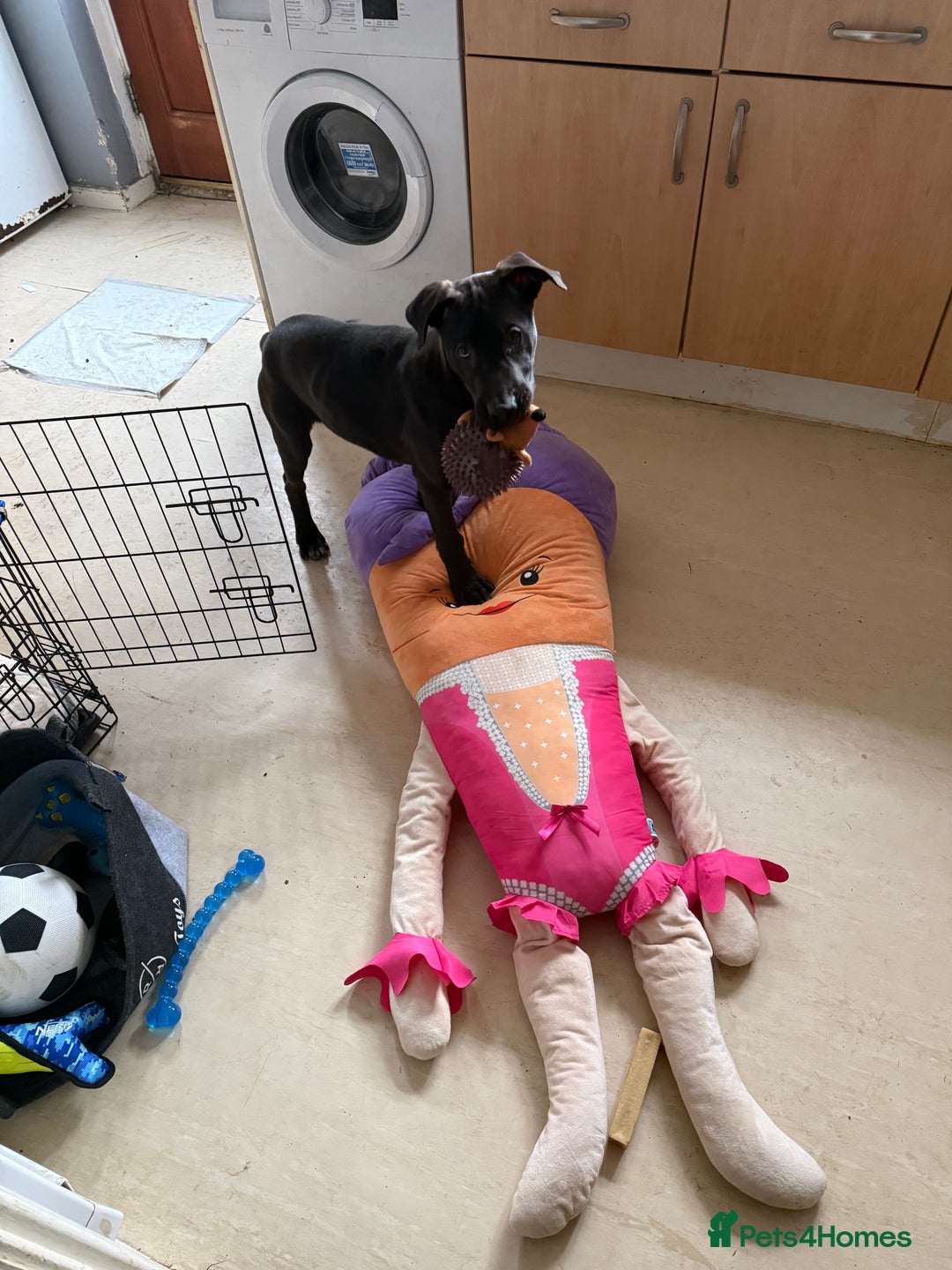 Mixed Breed dogs for sale: READY NOW ‼️‼️ beautiful Cane Corso 🐶 - Advert 3