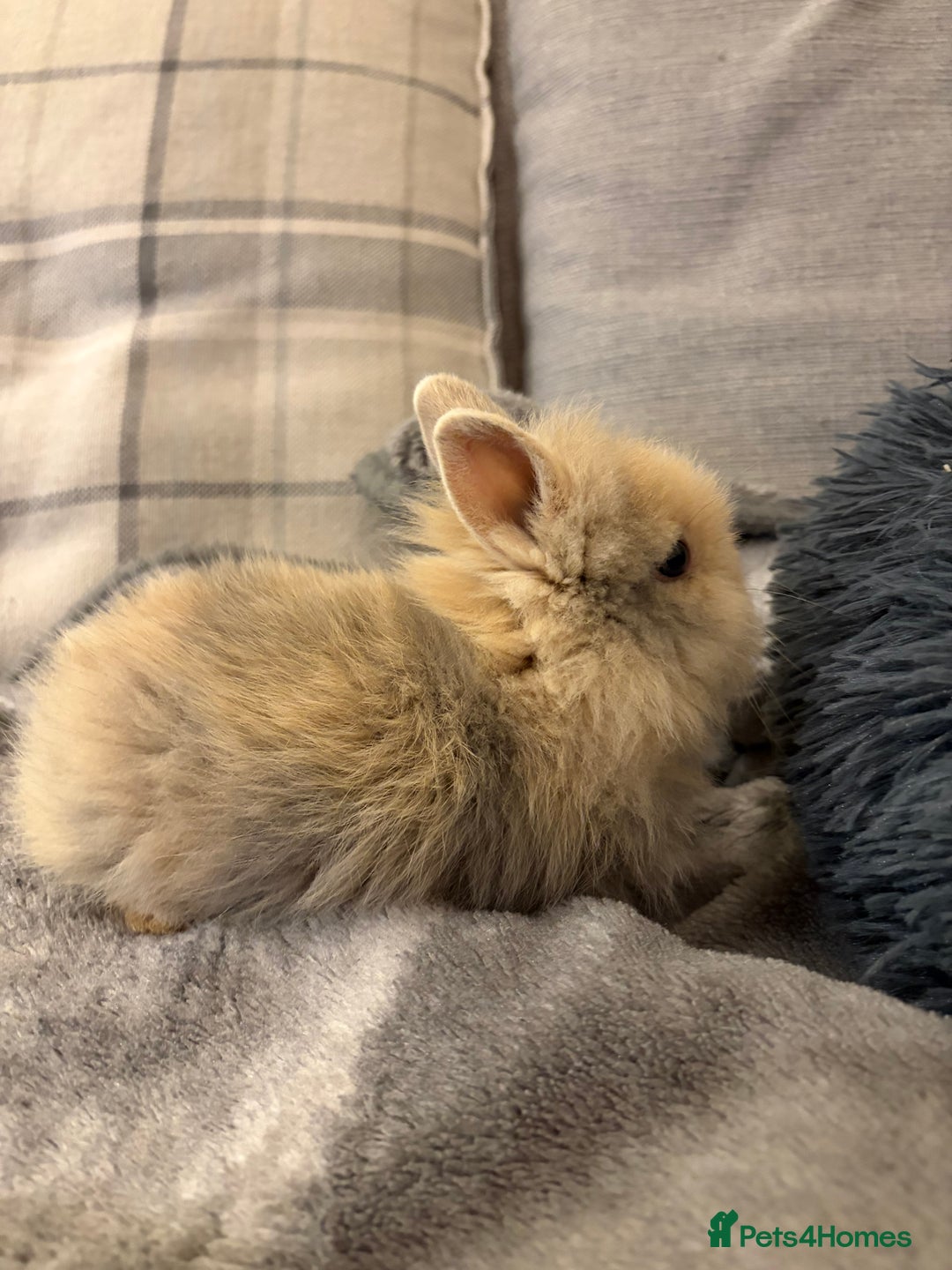 Lionhead rabbits for sale: Double maned lion head bunnies for sale  - Advert 6
