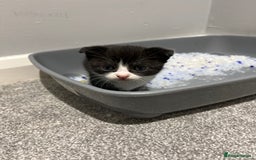 Scottish Fold cats for sale: Scottish fold  - Image 13