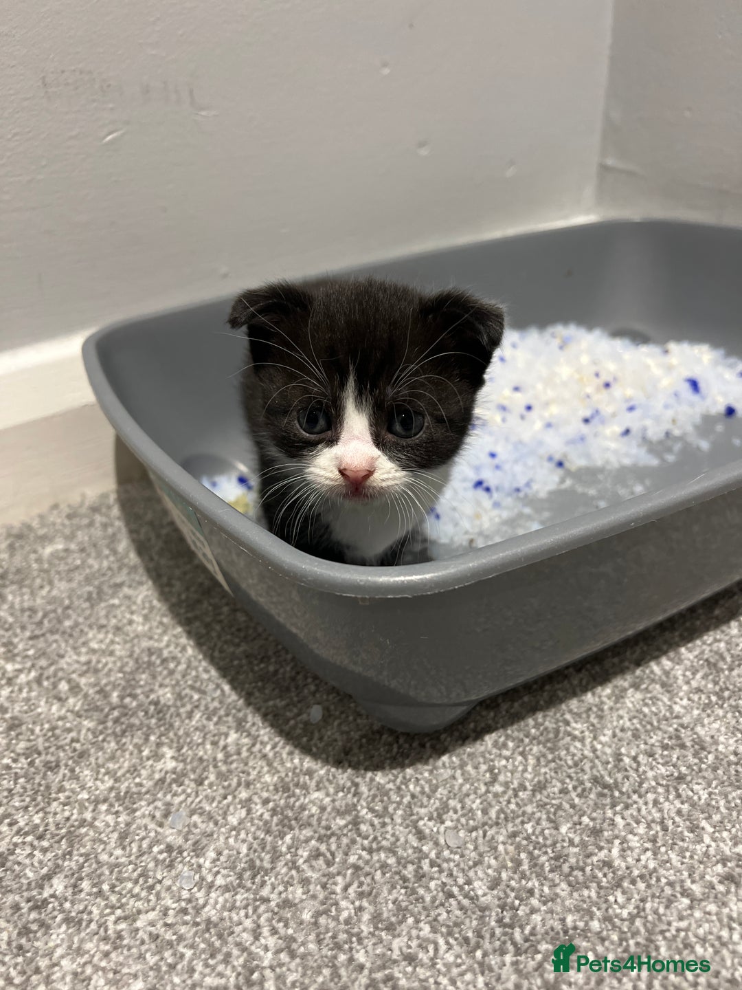 Scottish Fold cats for sale: Scottish fold  - Image 13