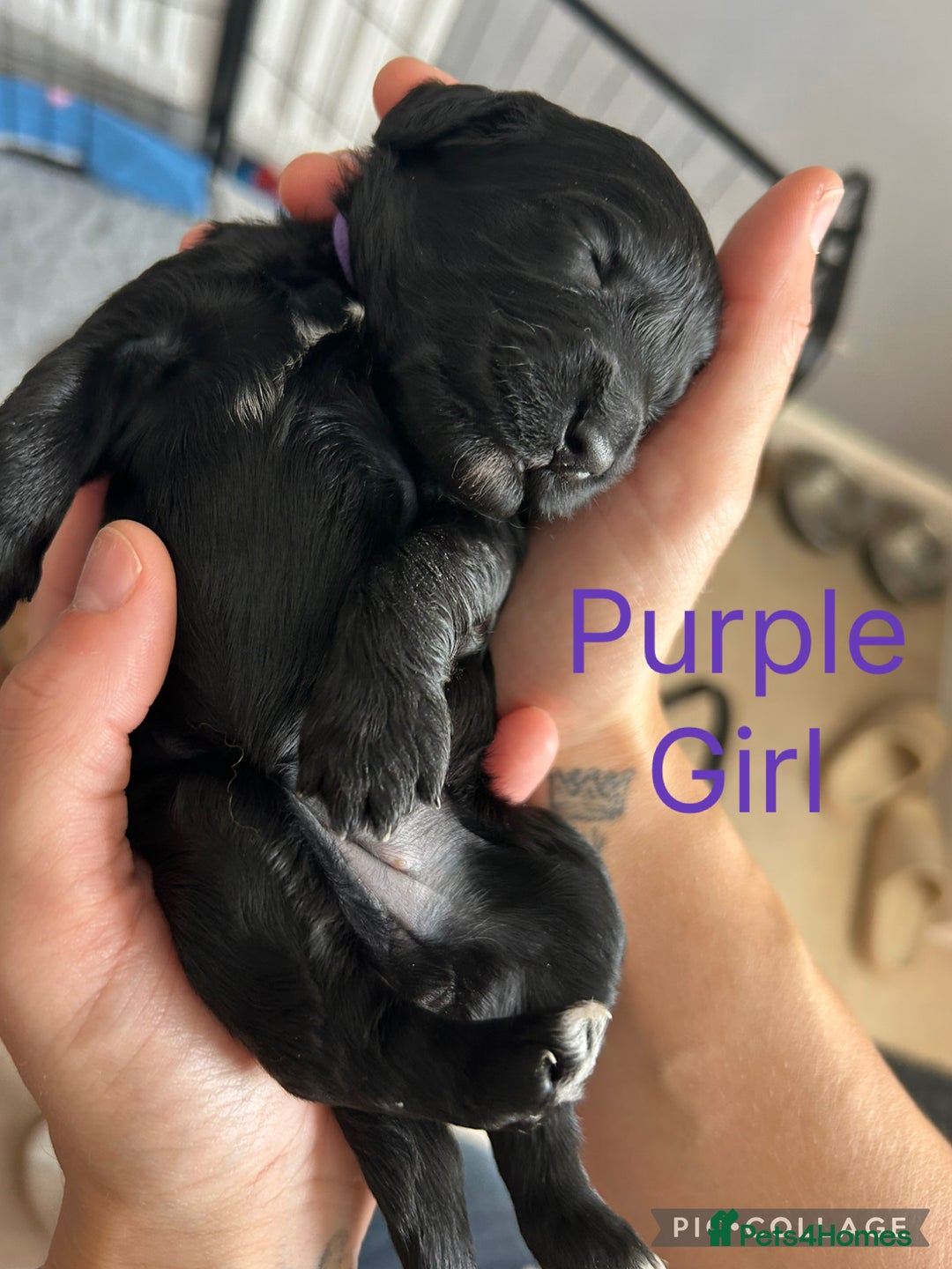 Cockapoo dogs for sale: 🐾 Gorgeous F2 Cockapoo Puppies for sale 🐾  - Image 6