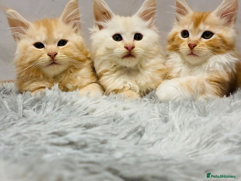 Maine Coon cats Premium Maine Coon fluffballs😻🐾 - Advert 10