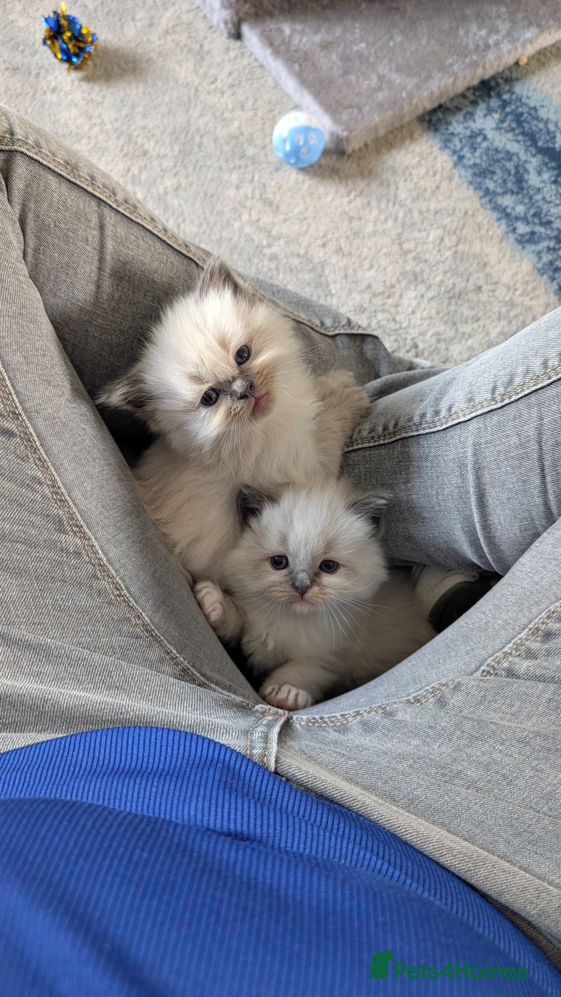 Ragdoll cats Ragdoll x - Advert 11