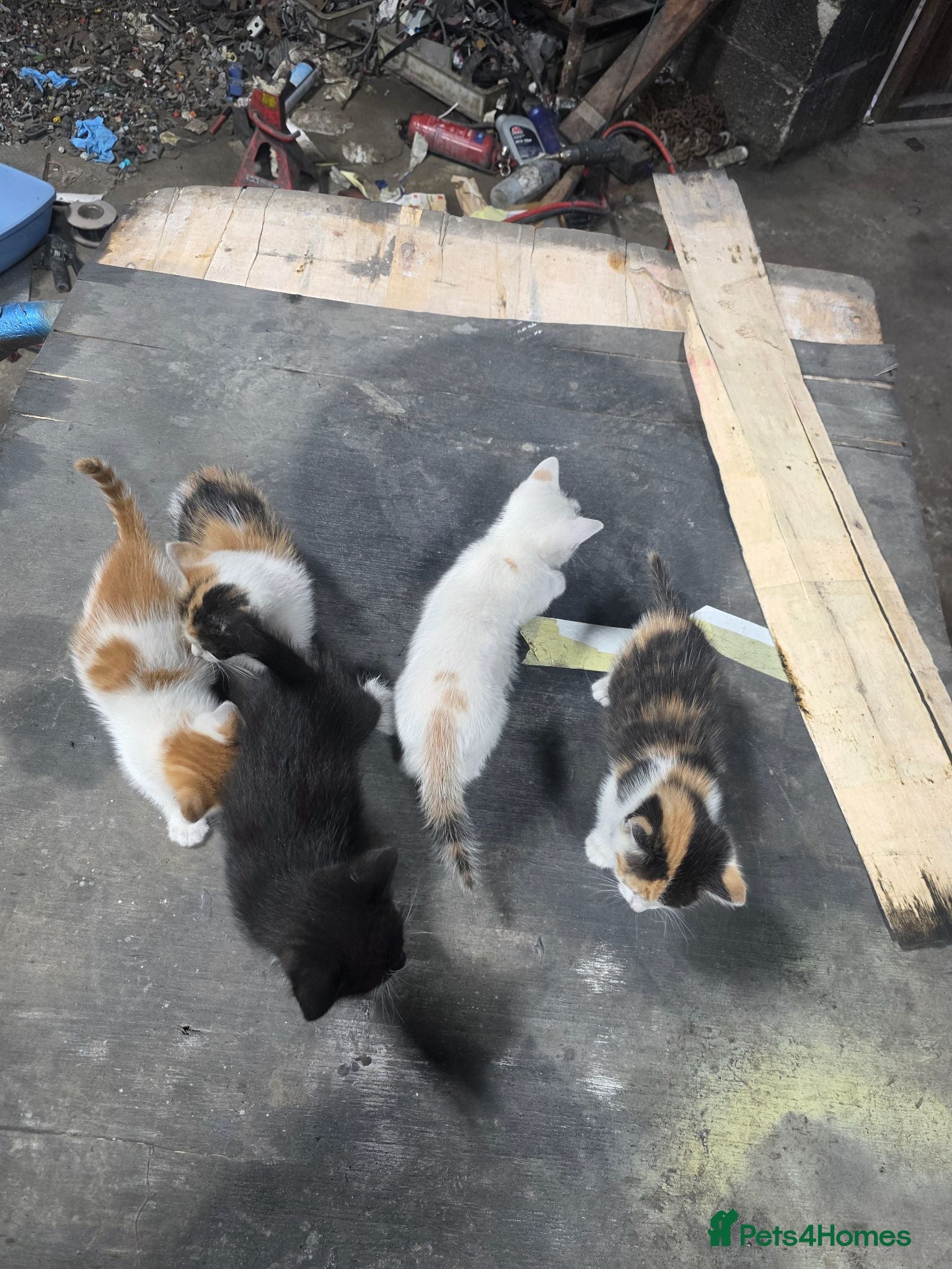 Mixed Breed cats Mixed breeding all kittens healthy very friendly - Advert 1