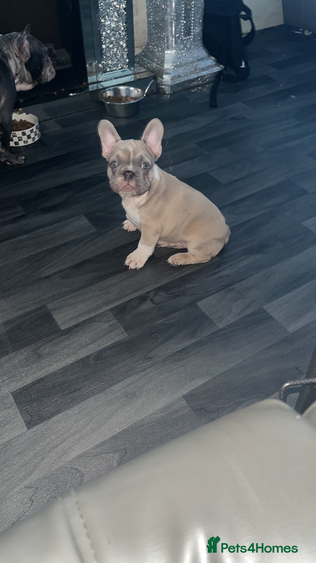 French Bulldog dogs Last male  - Advert 1